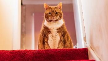 overweight cat sat on red carpet