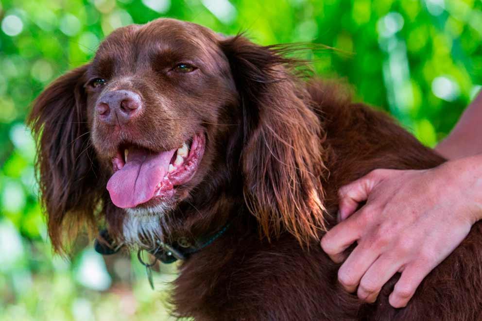 A springer spaniel in a garden on a hot summer's day.