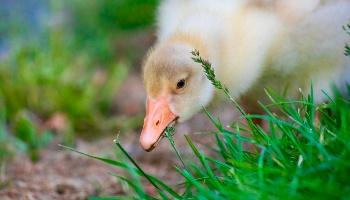 Pet duckling deals