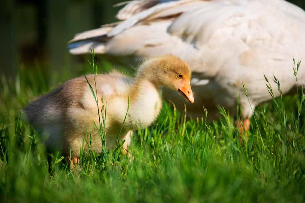 Domestic white geese and goslings that belong to a pub in Sedlescombe village, Sussex.