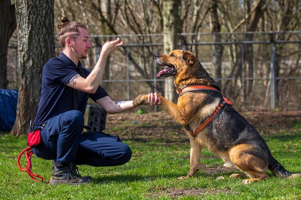 Dog with a trainer in a garden