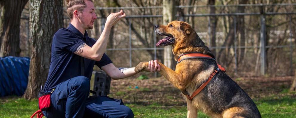 board and train dog training