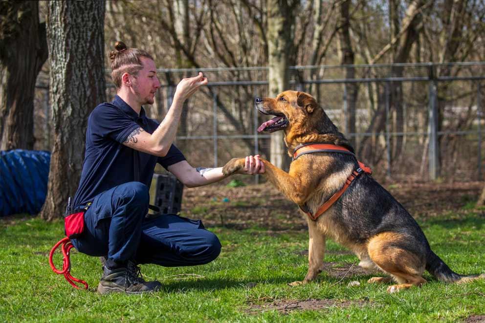 A 7 year old German Shepherd Crossbreed Moose is exercised in the compound by Animal Care Assistant Adam Tasker at Leybourne animal centre in Kent.