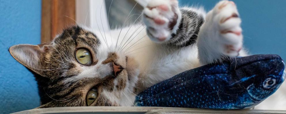 A tabby cat playing with a toy.