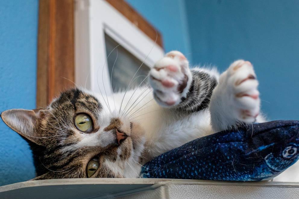 Cat lying on their side on the chair with their fish cat toy.