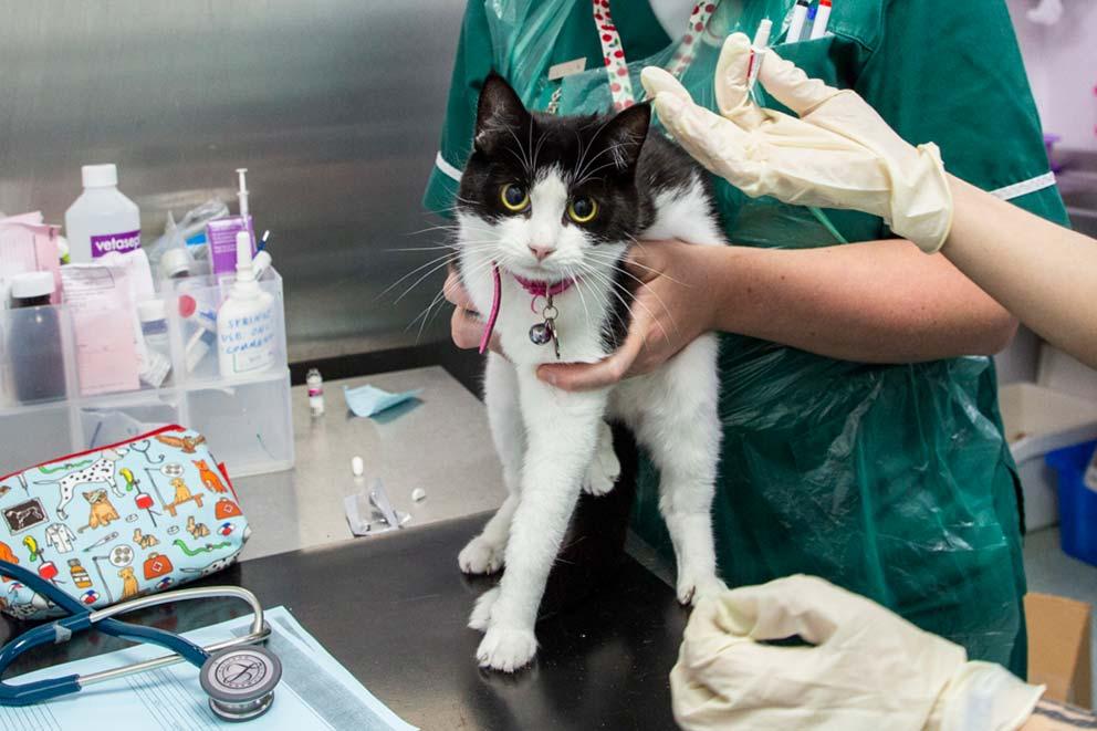 A vet administering a cat flea treatment using a needle.