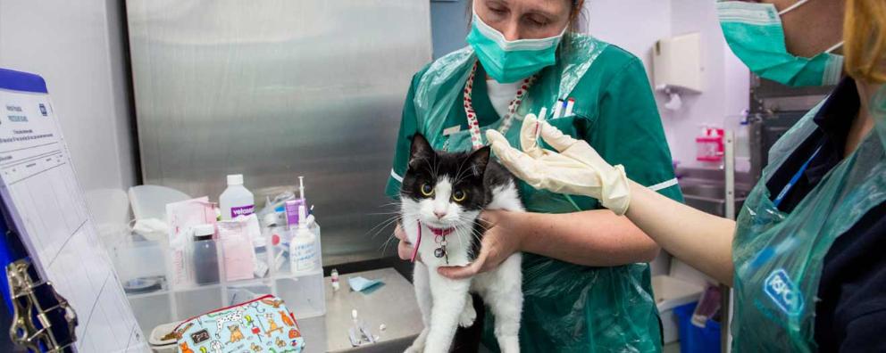 Senior Vet Nurse, learning how to apply a flea treatment to a cat.