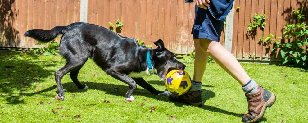 A collie cross dog playing football with staff from Millbrook Animal Centre.