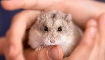 Rspca hamsters sale