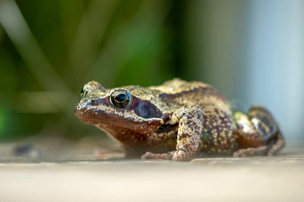 A common frog (Rana temporaria) in a garden.