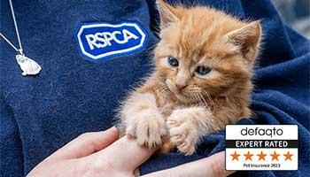 Rspca find store a pet cat