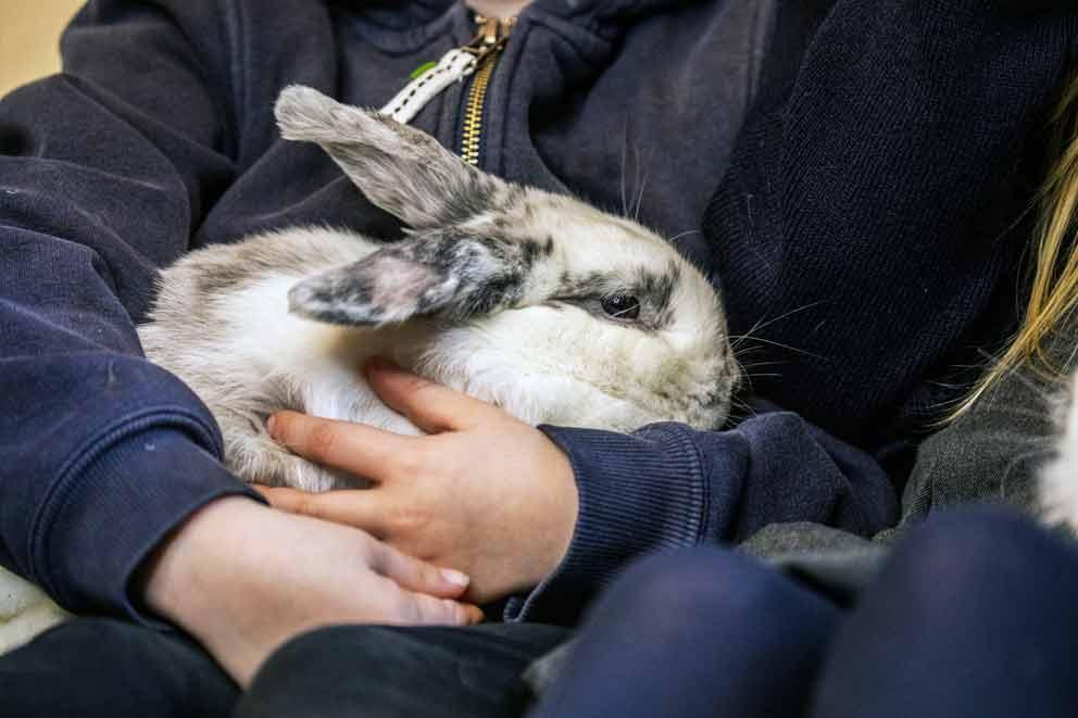 an adopted rabbit being cuddled by a child