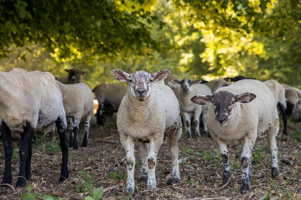 Sheep in the shade of a small copse of trees on a hot summer's day.