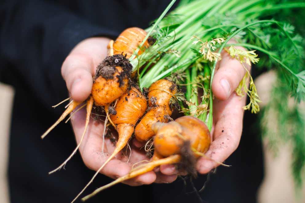 A close-up of a pupil holding some hand-picked carrots in their hands.