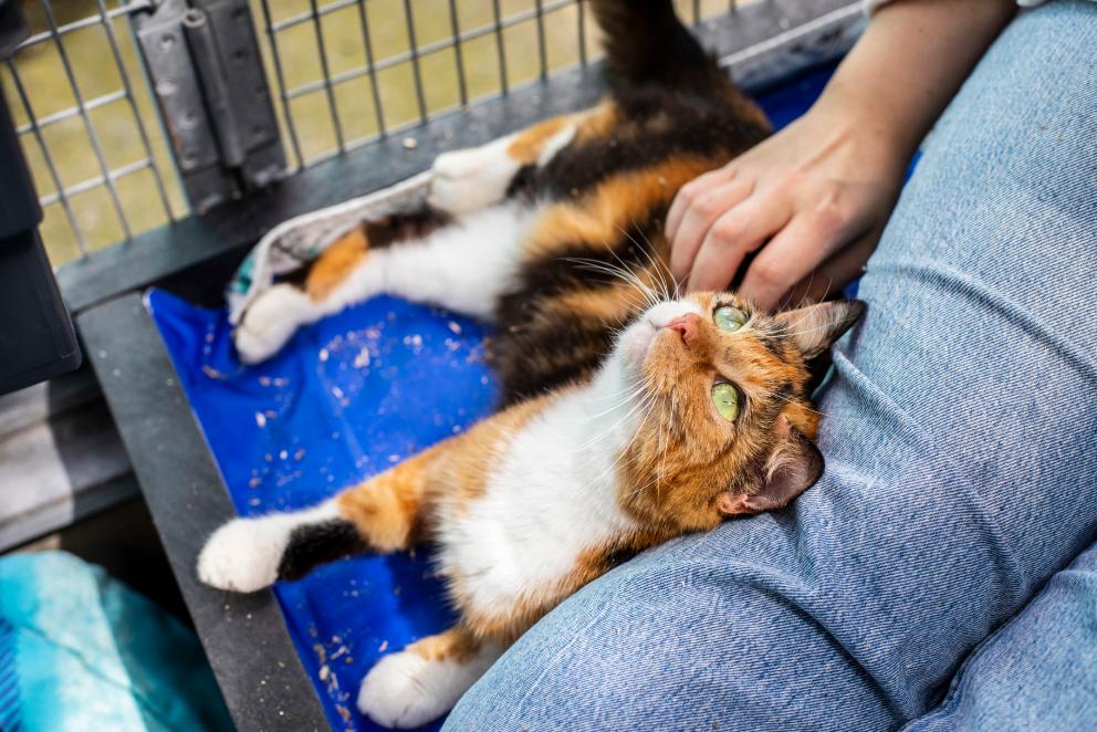 A cat looking up at the person who is stroking them.