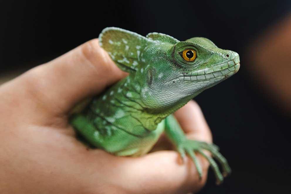 A close-up portrait of a green basilisk lizard held in a human hand.