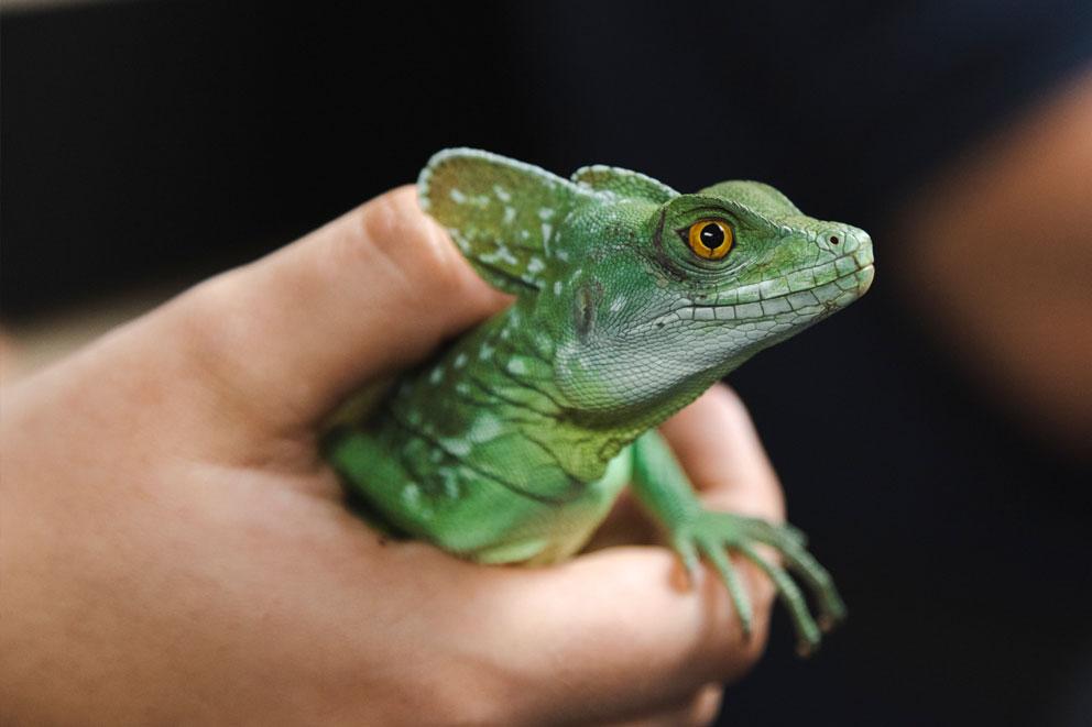 A close-up portrait of a green basilisk lizard.