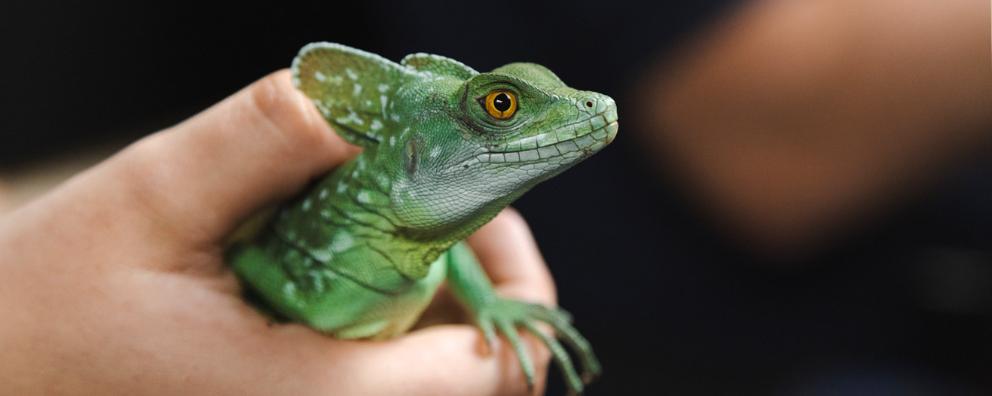 A close-up portrait of a green basilisk lizard. in the hand of an animal care assistant.