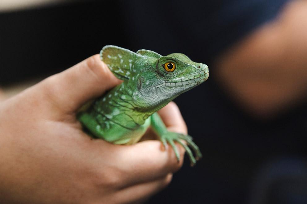 A close-up portrait of a green basilisk lizard. in the hand of an animal care assistant.