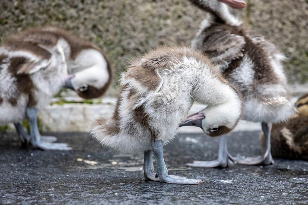 Shell Duck ducklings at RSPCA West Hatch Wildlife centre in Somerset, South-West England.