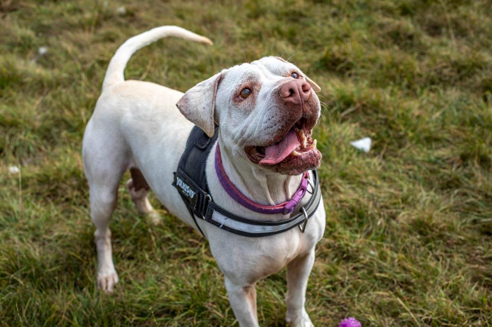 8-year-old long-stay Boo the dog was rehabilitated at an RSPCA animal centre.