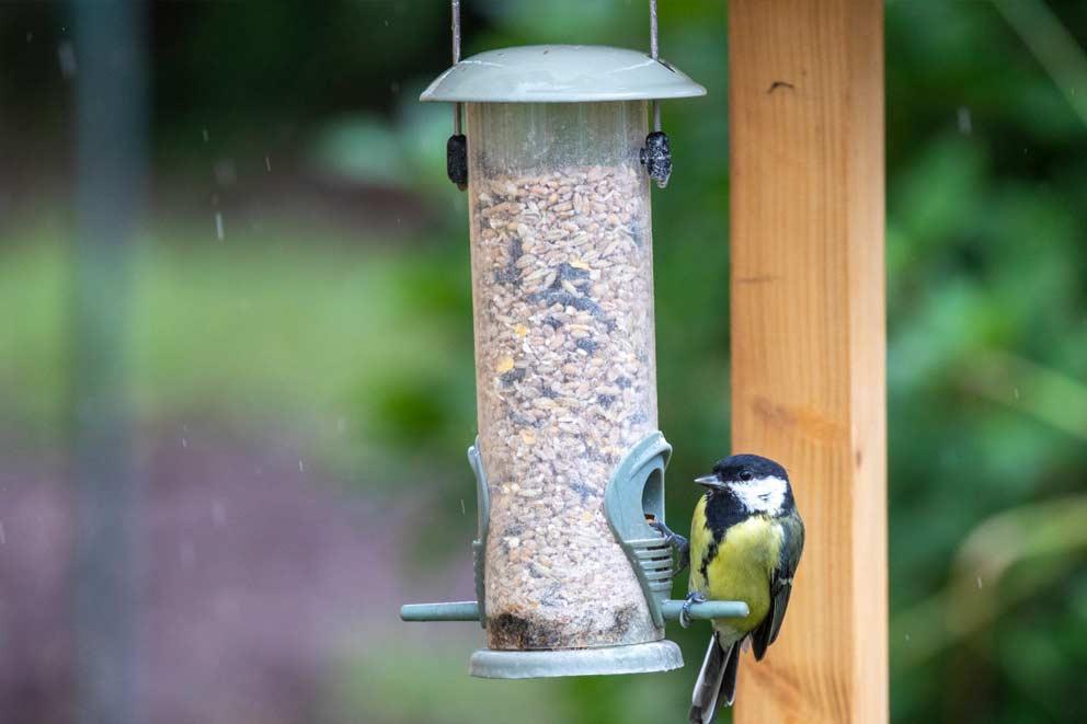 A Common Tit sitting on a bird feeder in a garden.