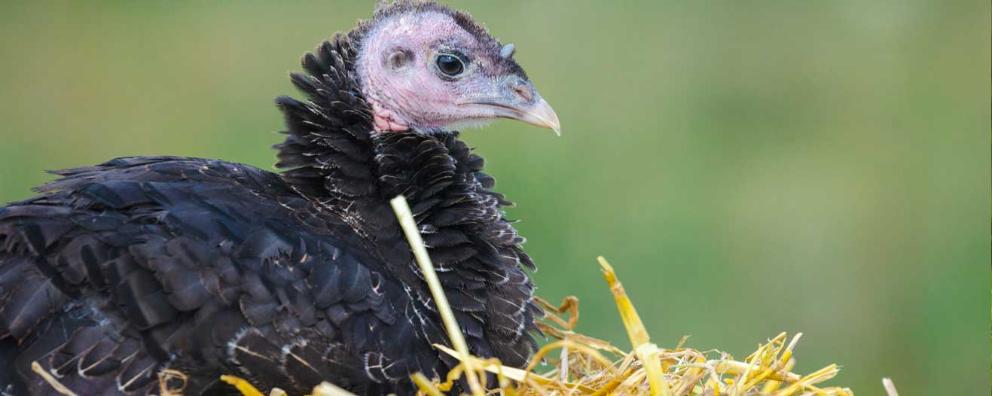 A free-range turkey sitting on a straw bale outdoors in the field.