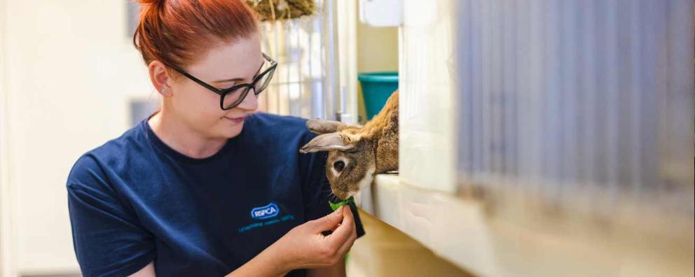 Animal Care Assistant feeding a pet rabbit at Leybourne Animal Centre.