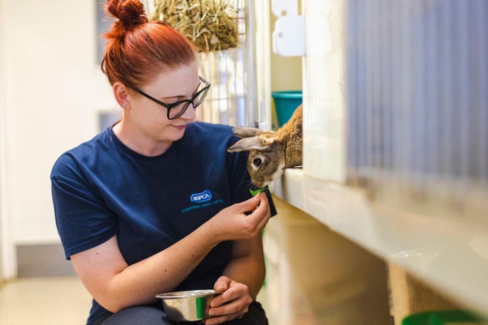 A volunteer animal care assistant feeding a rabbit waiting to be rehomed .