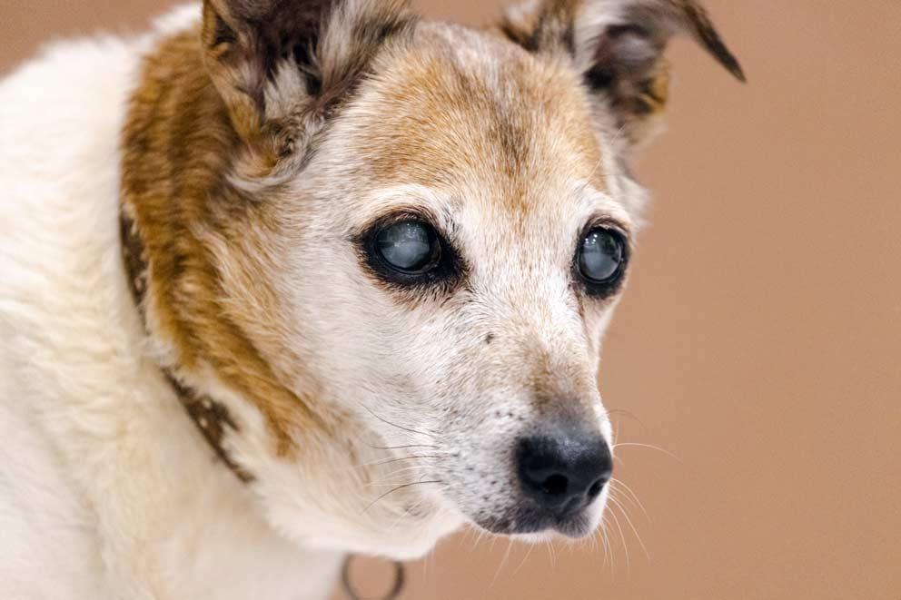 Portrait of an elderly Jack Russell terrier dog called Lola who has cataracts in both eyes.