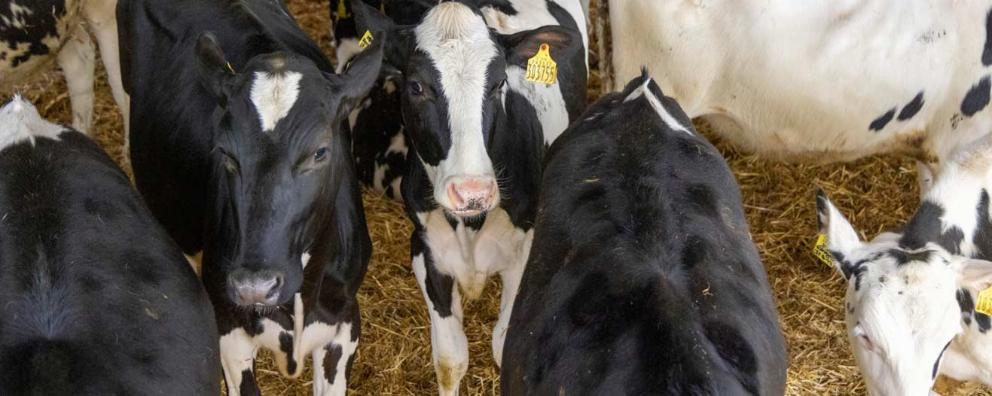 An indoor dairy unit in Sussex, registered under the RSPCA Assured scheme.