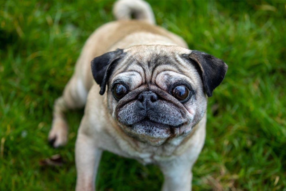 A 10 year old pug with health issues.