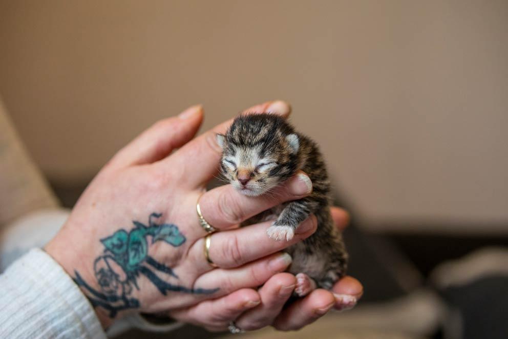 A woman holiding a newborn kitten in her hands.