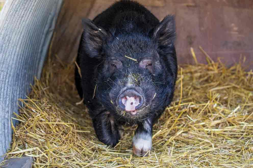 A pot-bellied pig named Chuck at Block Fen Animal Centre. because his owner couldn't look after him.