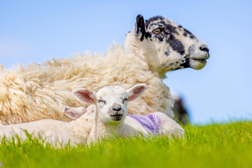 Sheep and two lambs in a field