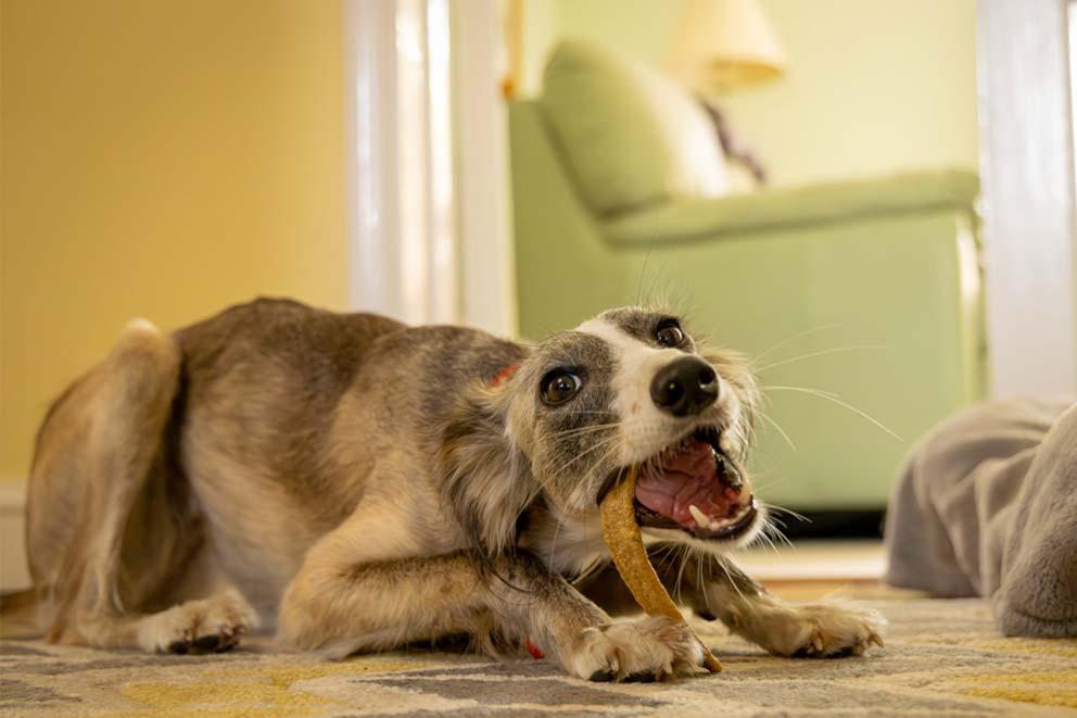 A dog chewing on a treat on the floor.