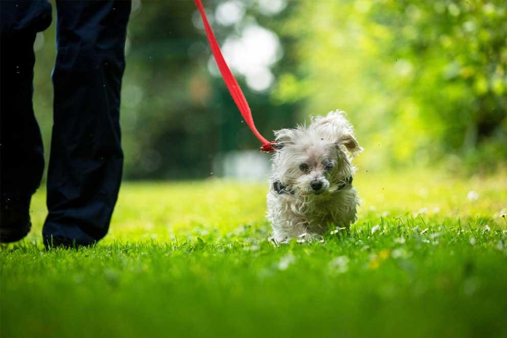 A Havanese dog being taken for a walk in the countryside.