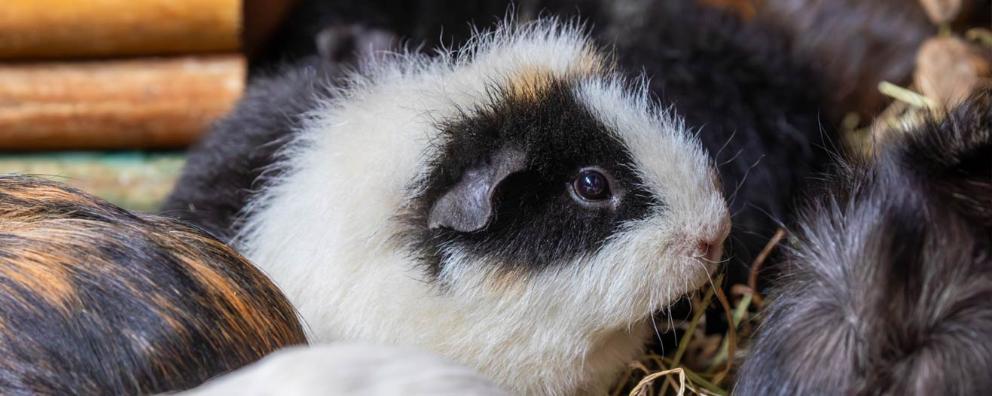 Close up of a fostered guinea pig.