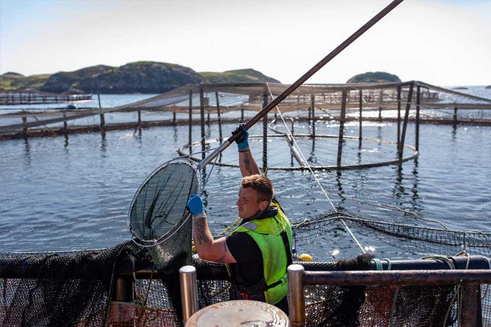 Salmon fish farm workers checking for lice and gill health of salmon on an RSPCA Assured Mowi salmon farm in Scotland.