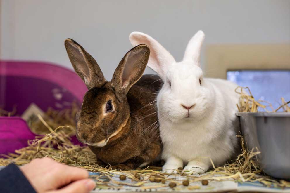 Two rabbits being fed by a volunteer.