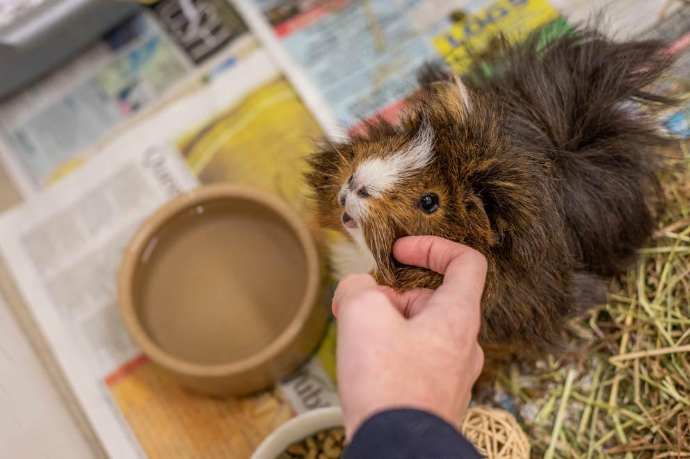 A domestic brown guinea pig is being fed at Ashley Heath Animal Centre.