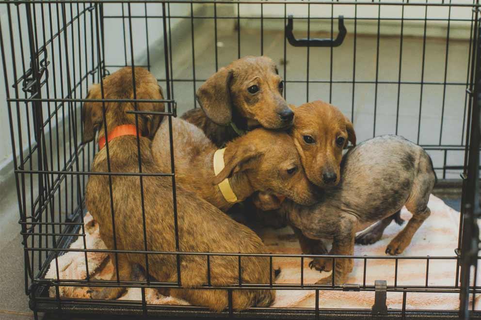 Four puppies together in a dog crate.