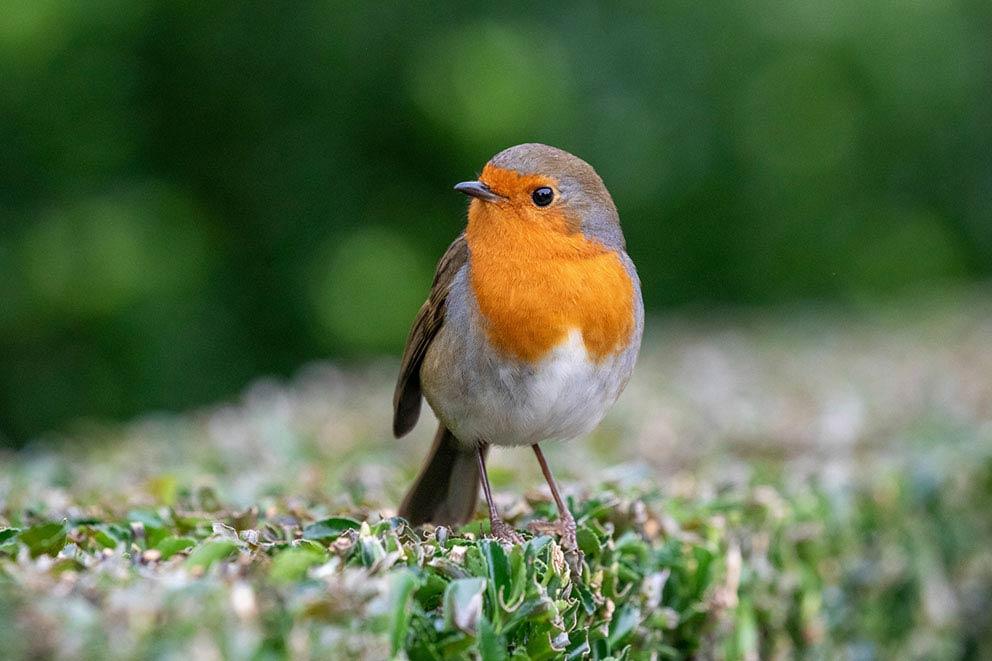 Close up view of a robin