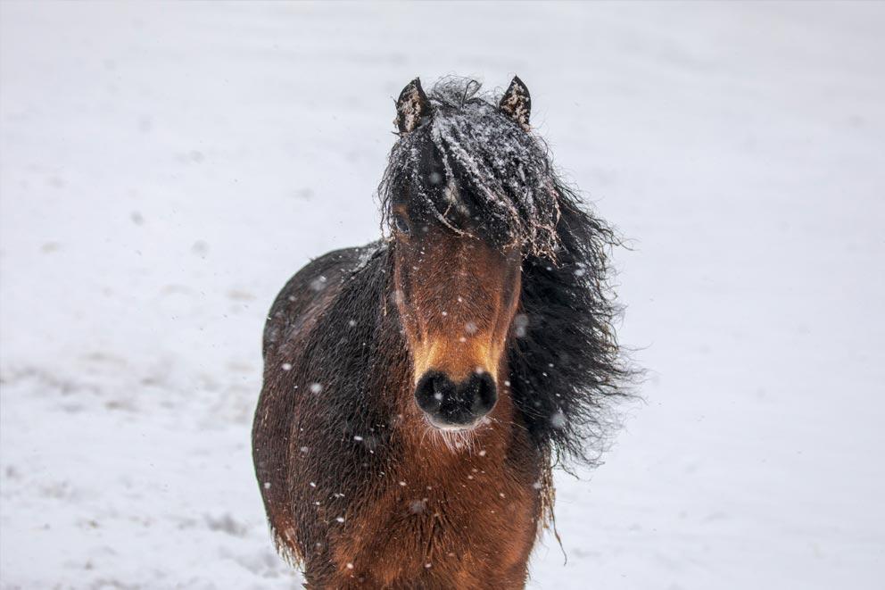 Horse in the snow.