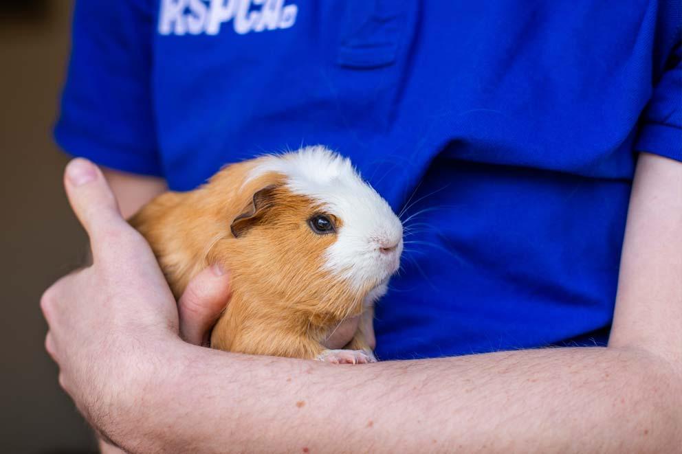 Animal Care Assistant Hayden Dearling holding a pet guinea pig at West Hatch Animal Centre.