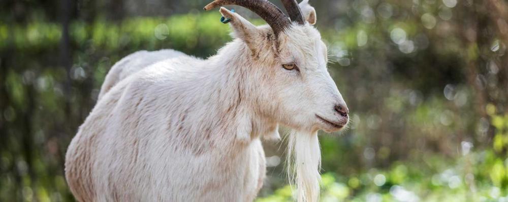 Image of a goat standing in a field