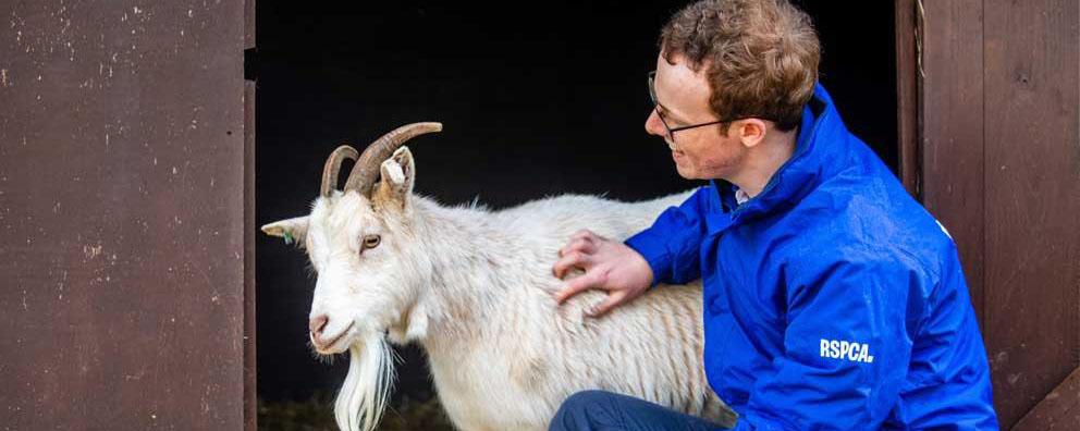 A RSPCA staff member with goat