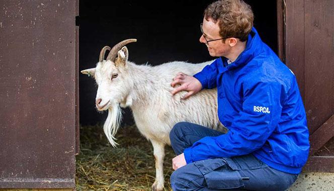 RSPCA staff member with a goat