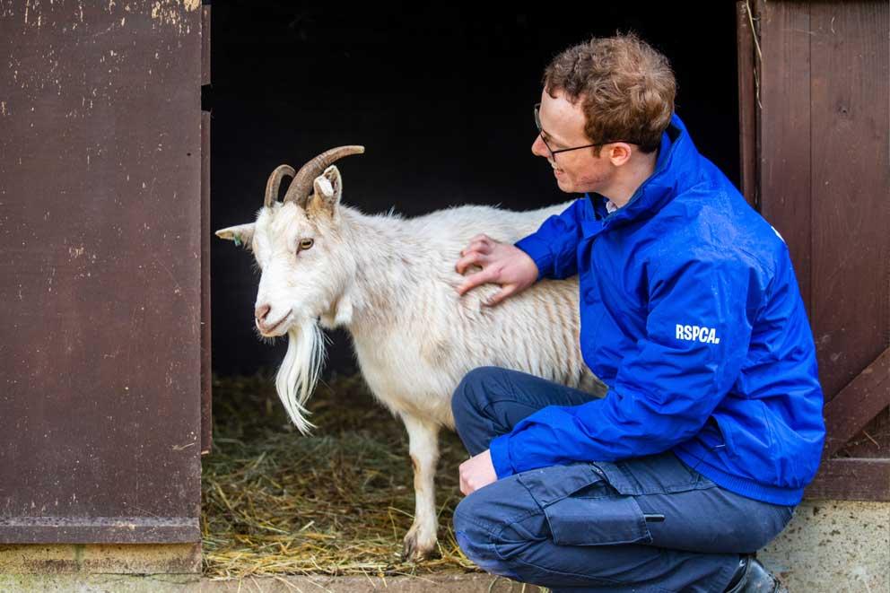 Goat being stroked by RSPCA staff