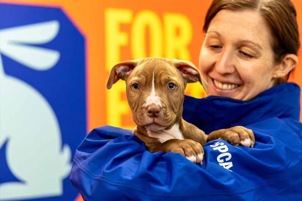 An RSPCA worker holds a small brown puppy, she is smiling